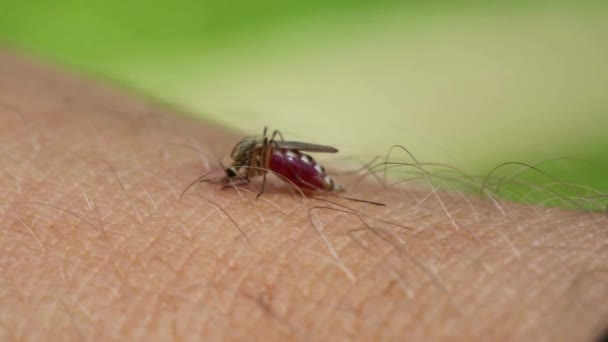 Mosquito Que Transporta Virus Fiebre Del Dengue Está Chupando Sangre — Vídeos de Stock