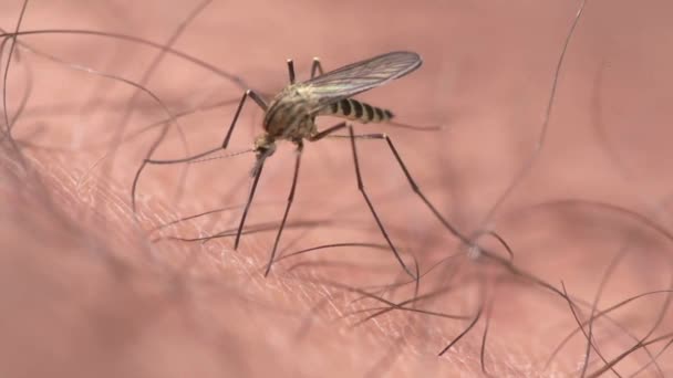 Mygga Som Bär Denguefebervirus Suger Blod Persons Hud Närbild Makro — Stockvideo