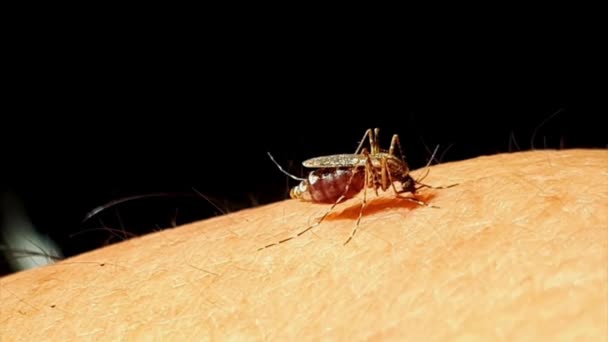 蚊子正在吃人类皮肤上的血白纹伊蚊蚊子 超级宏观收尾 — 图库视频影像