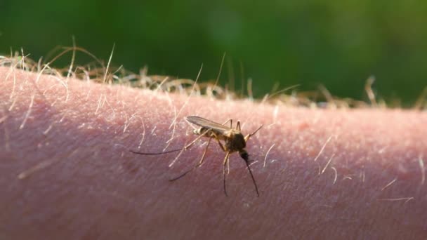 모기는 사람의 매크로 샷으로 마십니다 뎅기열 말라리아 — 비디오