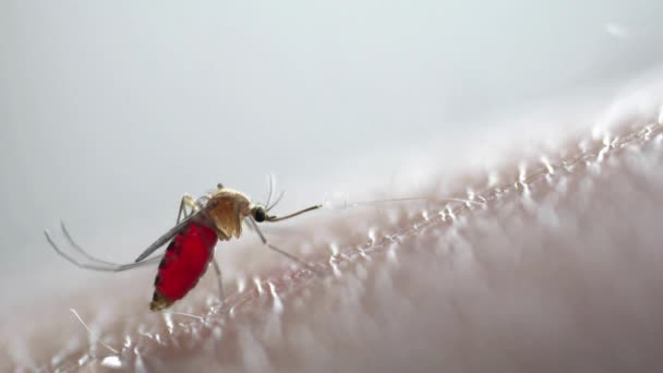 Mosquito Bebe Sangre Hombre Macro Disparo Dengue Malaria Salud Prevención — Vídeos de Stock