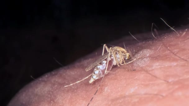 Moustique Boit Sang Homme Macro Shot Fièvre Dengue Paludisme Santé — Video