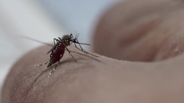 蚊はヒトの皮膚に血液を食べているアデスAlbopictus蚊 スーパーマクロを閉じる — ストック動画