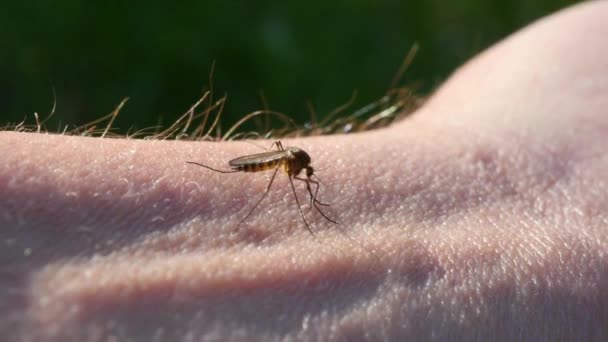 Myggan Dricker Blod Från Mannen Makro Skott Denguefeber Och Malaria — Stockvideo