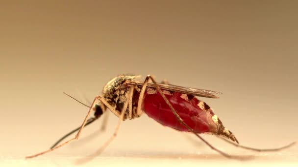 Macro Mosquito Sobre Fondo Aislado Prevención Virus Portador Insecto Propagación — Vídeos de Stock