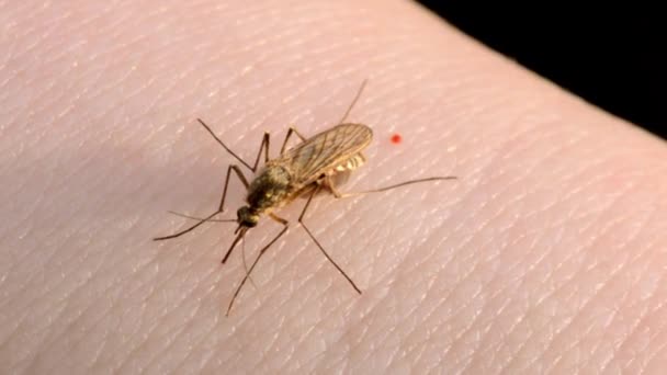 Moskitos Fressen Blut Auf Der Menschlichen Haut Aedes Albopictus Mosquito — Stockvideo