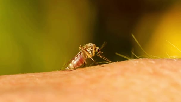 蚊のマクロ吸引血液厄介な昆虫蚊は かゆみを引き起こす人の皮膚の血を飲む — ストック動画