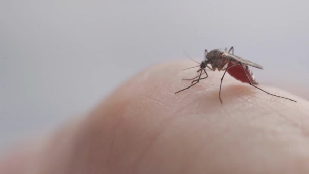 Primo Piano Zanzara Succhiare Sangue Sulla Mano Umana Malattie Pericolose — Video Stock