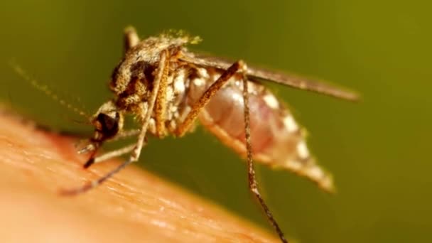 Makro Von Mücken Saugen Blut Fiese Insekten Moskitos Trinkt Blut — Stockvideo