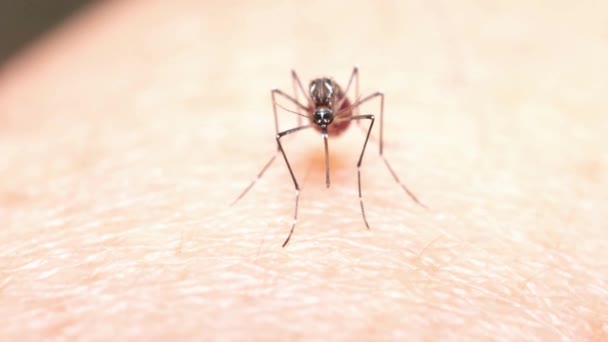 Closeup Mosquito Sugando Sangue Mão Humana Doenças Perigosas Portador Infecção — Vídeo de Stock