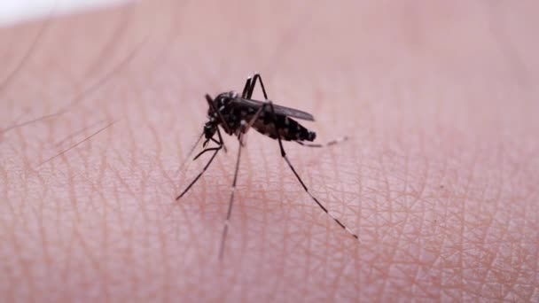 蚊虫吸血巨虫叮咬人皮肤的血 引起瘙痒 — 图库视频影像