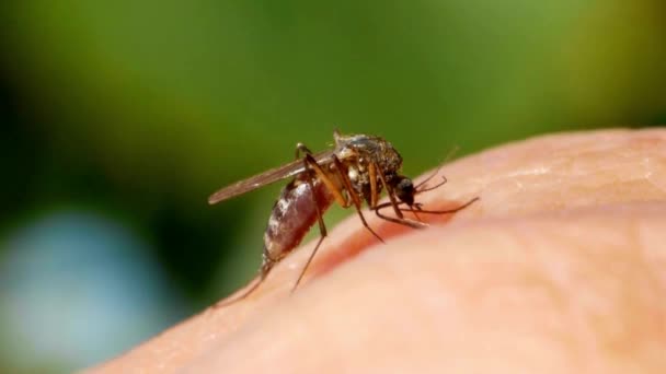 Macro Mosquitos Chupando Sangre Insecto Desagradable Mosquitos Bebe Sangre Piel — Vídeo de stock