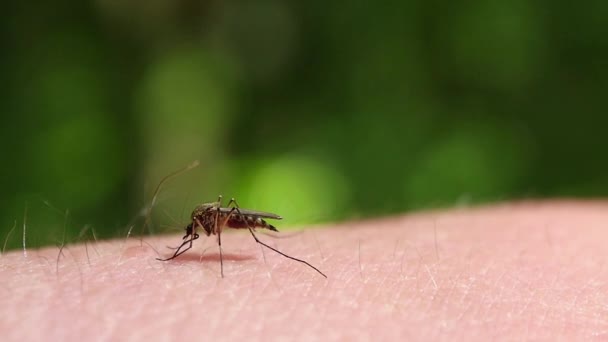 Macro Mosquitos Chupando Sangre Insecto Desagradable Mosquitos Bebe Sangre Piel — Vídeos de Stock