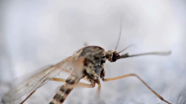 Makro Der Mücke Auf Isoliertem Hintergrund Verhinderung Der Ausbreitung Von — Stockvideo