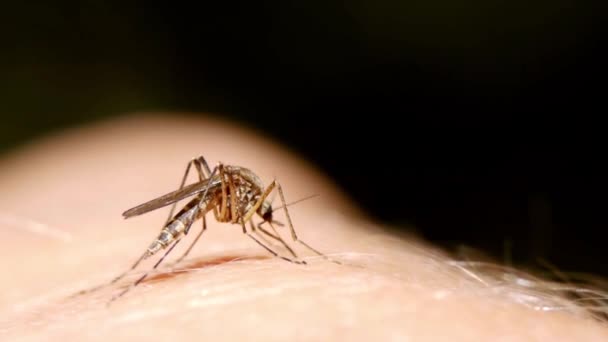 Closeup Komár Sání Krve Lidské Ruce Nebezpečné Nemoci Přenašeč Extrémní — Stock video