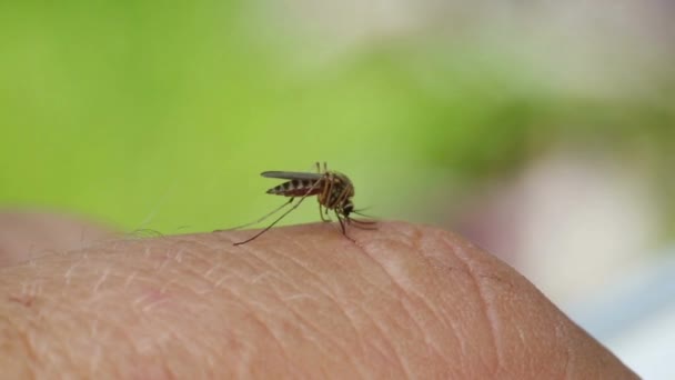 Primo Piano Zanzara Succhiare Sangue Sulla Mano Umana Malattie Pericolose — Video Stock