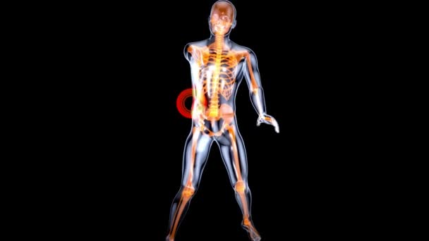 后背疼痛脊柱外伤或关节炎增厚实感背痛3D制作医疗动画 — 图库视频影像