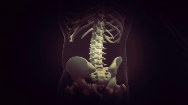 Close View Transparent Human Body Showing Spinal Pain Black Background — Stock Video