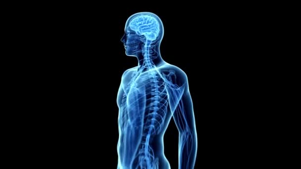 背中の腰椎に急性の痛みを持つ人間の腰痛の医療用3Dアニメーション — ストック動画