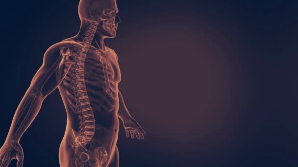 Dolore Alla Schiena Trauma Spinale Artrite Realtà Aumentata Dolore Alla — Video Stock