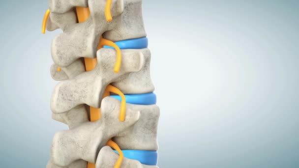 Dolor Parte Inferior Columna Vertebral Trauma Columna Artritis Esqueleto Óseo — Vídeos de Stock