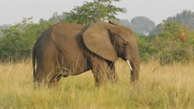 Afrika savanası fili (Loxodonta africana) otlarla beslenen 4k HD