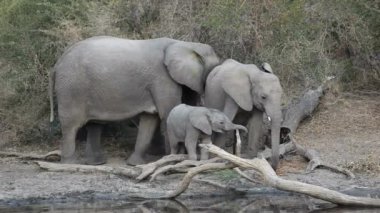 Büyük bir grup beyaz Afrika fili Savannah çayırlarında yürüyen dört çalı filinin yan manzarasını keyifle seyrediyor.
