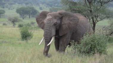 Afrika savanası fili (Loxodonta africana) otlarla beslenen 4k HD