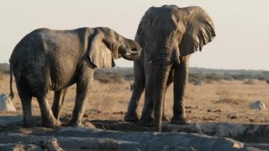 Büyük bir grup beyaz Afrika fili Savannah çayırlarında yürüyen dört çalı filinin yan manzarasını keyifle seyrediyor.