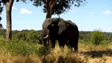 Afrika savanası fili (Loxodonta africana) otlarla beslenen 4k HD