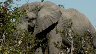 Afrika savanası fili otlağın çimen çiğneyen erkek filin yakın çekimi.