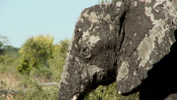 Närbild Skott Afrikansk Elefant Våt Stor Afrikansk Elefant Hane Står — Stockvideo