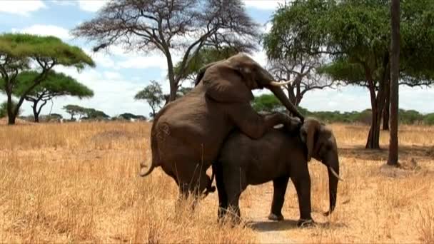 Ogromny Zagrożony Samiec Afrykański Bush Słoń Majestatyczny Słoń Afrykański Etosha — Wideo stockowe