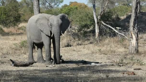 Vida Selvagem Animal Africano Arbusto Tronco África Mamífero Deserto Parque — Vídeo de Stock