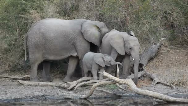 Große Gruppe Weißer Afrikanischer Elefanten Badet Verspielt Seitenansicht Von Vier — Stockvideo