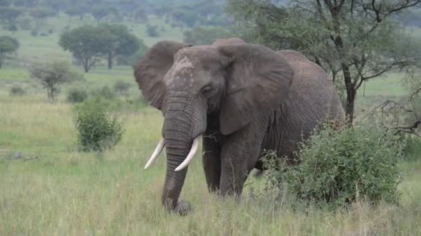 Elefante Sabana Africana Loxodonta Africana Pie Alimentándose Hierbas — Vídeos de Stock
