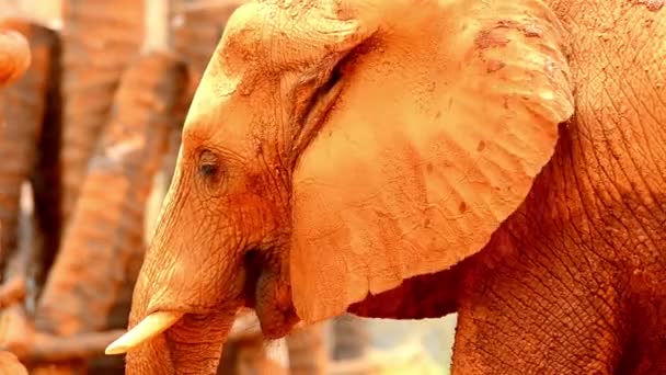 Nahaufnahme Eines Afrikanischen Elefanten Nass Großen Afrikanischen Elefantenmännchens Sonnenlicht Stehend — Stockvideo