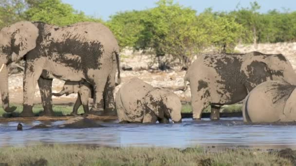 Grand Groupe Éléphants Afrique Blancs Baignent Ludique Vue Latérale Quatre — Video