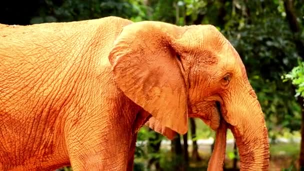 非洲稀树草原象近照一头雄性大象咀嚼青草的画像 — 图库视频影像