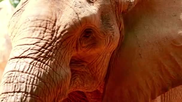 アフリカのサバンナ象男性の象の噛む草の近いショット放牧の肖像画 — ストック動画