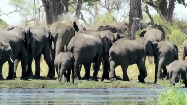 Vista Cerca Una Manada Reproductora Elefantes Caminando Agua Potable Desde — Vídeo de stock