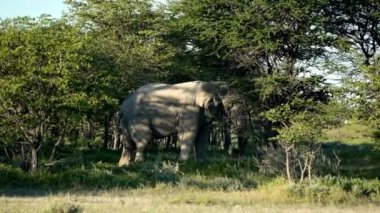 Etosha Namibya Afrika safarisinde nesli tükenmekte olan erkek Afrika Fili Görkemli Afrika Fili.