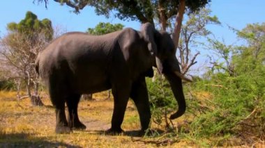 Vahşi yaşam Afrikalı hayvan çalı gövdesi Afrika memelisi vahşi doğa ağacı savana fili.