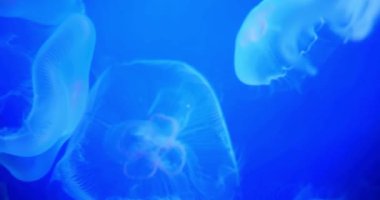 Suda yüzen bir grup denizanası mavi parlayan dalış denizinde yakın sualtı vahşi yaşam Medusozoa 'da.