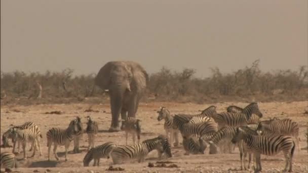 Close View Breeding Herd Elephants Walking Drinking Water Waterhole Playfully — Stock Video