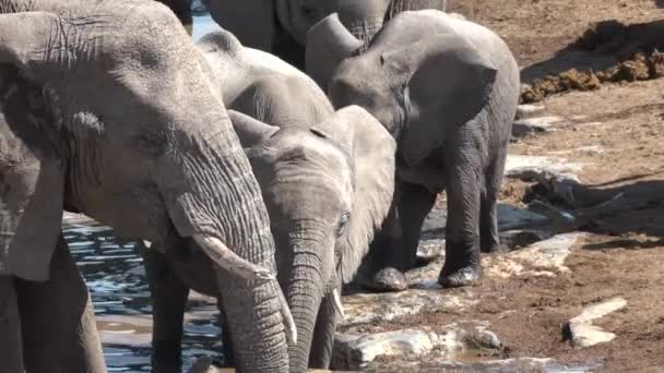Close View Breeding Herd Elephants Walking Drinking Water Waterhole Playfully — Stock Video