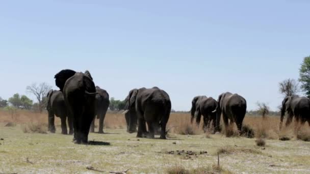 Detailní Pohled Chovné Stádo Slonů Kráčejících Pitnou Vodou Vodní Díry — Stock video