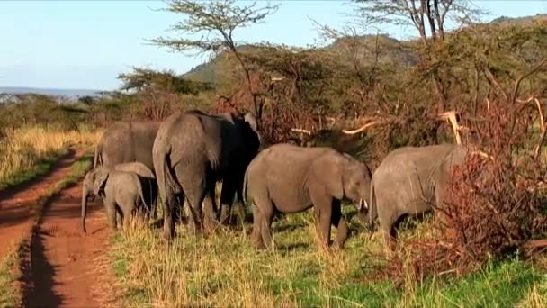 Enorme Ameaçado Masculino Africano Bush Elefante Majestoso Africano Elefante Etosha — Vídeo de Stock