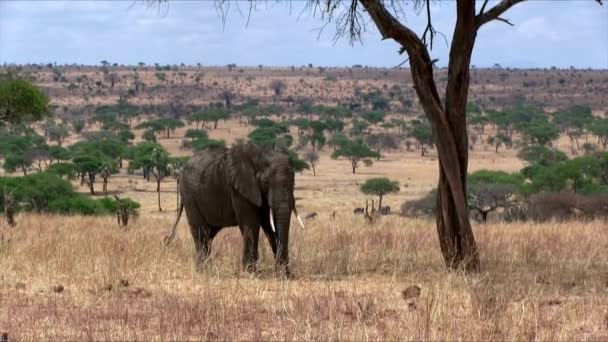 Etosha Namibya Afrika Safarisinde Nesli Tükenmekte Olan Erkek Afrika Fili — Stok video