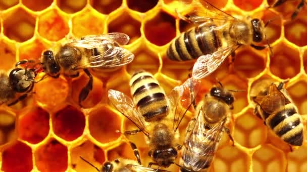 Медовые Клетки Воск Медом Медовое Хранилище Расчёски Пчелиным — стоковое видео